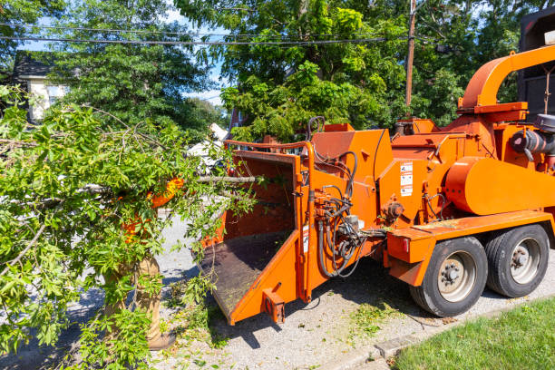 Reliable Hatch, NM Tree Service Solutions